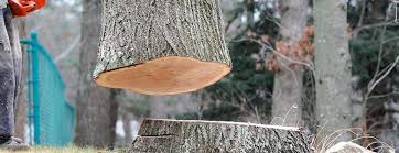Best Hazardous Tree Removal  in Gatesville, TX