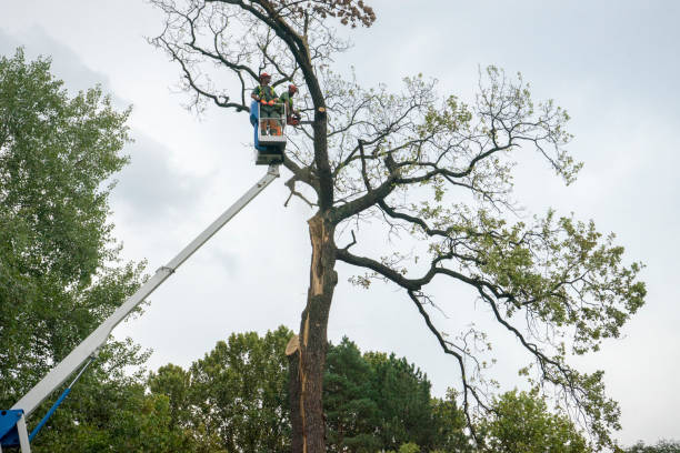 Professional Tree Services in Gatesville, TX